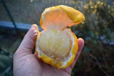 Citrus ichangensis x Citrus reticulata 30/35 C4