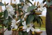 Michelia 'Fairy Magnolia White'® 30/40