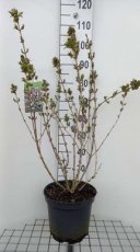Weigela florida ‘Nana Purpurea’ 50-60 C10