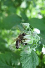 • Bijenvriendelijke planten