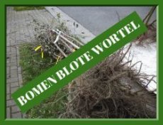 •  BOMEN & SPILLEN-BLOTE WORTEL