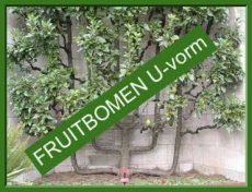 • FRUITBOMEN LEIVORM & DUO FRUIT