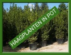 • Hedge plants with container/rootbal