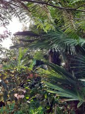 • Mediterranean plants & Palmtrees