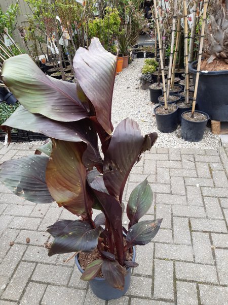 canna1