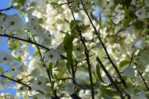 Halesia carolina - Sneeuwklokjesboom 175-200 C20 - Palmhunters