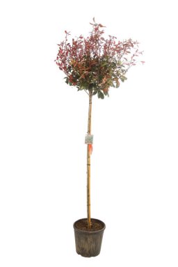 Photinia fraseri 'Carr Rouge'(=mandarino)-Glansmispel - stam 130-150 C18 -  Welkom bij Palmhunters
