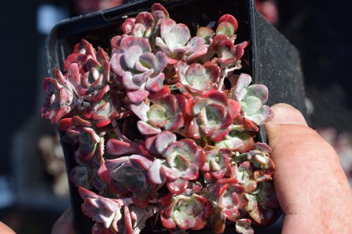 Sedum spathulifolium ‘Purpureum’ | Vetkruid 10 P9 - Welkom bij Palmhunters