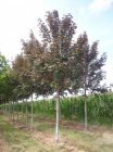 Acer pseudoplatanus 'Atropurpureum' 8/10  HO  ESDOORN