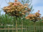 Acer pseudoplatanus 'Brilliantissimum'  6/8  HO  BONTE BOLESDOORN