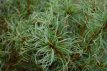 Pinus strobus 'Tiny curls' 60/70 C30 Pinus strobus 'Tiny curls' | Pijnboom 60-70 C30