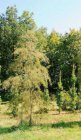 Alnus glutinosa 'Imperialis'  6/8  HO  ELS