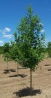 Alnus incana  6/8  HO  WITTE ELS