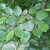 Alnus incana 6/8 HO Alnus incana  6/8  HO  WITTE ELS