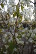 Amelanchier laevis ‘Ballerina’ 6/8 HO Amelanchier laevis ‘Ballerina’  6/8  HO  KRENTENBOOM