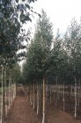 Betula albosinensis(=Septentrionalis) 8/10  HO  CHINESE RODE BERK