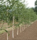 Betula ermanii 'Holland'  8/10  HO  BERK