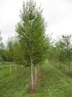 Betula nigra(=rubra)  6/8  HO  ZWARTE BERK