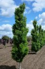 Betula pendula 'Fastigiata'  8/10  HO  RUWE BERK