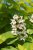 Catalpa bignonioides 'Aurea' 8/10 HO Catalpa bignonioides 'Aurea' 8/10 HO TROMPETBOOM