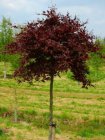 Fagus sylvatica 'Atropunicea'(Atropurpurea)  6/8  HO  RODE BEUK