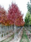 Fraxinus angustifolia 'Raywood'(=flame)  6/8  HO  ES