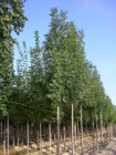 Fraxinus excelsior 6/8 HO ES