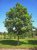 Fraxinus excelsior 6/8 HO Fraxinus excelsior 6/8 HO ES