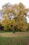 Fraxinus excelsior 6/8 HO Fraxinus excelsior 6/8 HO ES