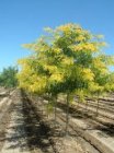 Gleditsia triacanthos 'Inermis'  6/8  HO  VALSE CHRISTUSDOORN