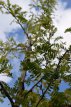 Gleditsia triacanthos 'Sunburst' 6/8 HO Gleditsia triacanthos 'Sunburst'  6/8  HO   VALSE CHRISTUSDOORN