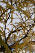 Gleditsia triacanthos 'Sunburst' 6/8 HO Gleditsia triacanthos 'Sunburst'  6/8  HO   VALSE CHRISTUSDOORN