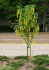 Laburnum anagyroides 6/8  HO  GOUDENREGEN