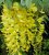 Laburnum anagyroides 6/8 HO Laburnum anagyroides 6/8  HO  GOUDENREGEN