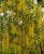 Laburnum anagyroides 6/8 HO Laburnum anagyroides 6/8  HO  GOUDENREGEN