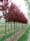 Malus 'Royalty'  6/8  HO  SIERAPPEL