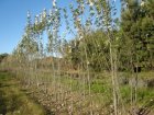 Populus alba 'Nivea'  6/8  HO  ZILVERPOPULIER