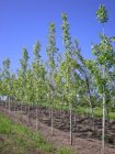 Populus canadensis 'Robusta' 6/8  HO  POPULIER