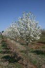 Prunus avium  175-200  BW  WILDE KERS