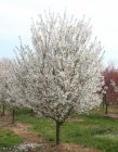 Prunus avium 'Plena'  6/8  HO  SIERKERS