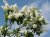 Prunus padus 8/10 HO Prunus padus 8/10 HO  VOGELKERS