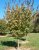 Prunus sargentii  6/8 HO Prunus sargentii  6/8 HO SIERKERS