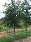 Quercus robur 6/8  HO   ZOMEREIK