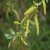 Salix alba 6/8 HO Salix alba  6/8  HO  KNOTWILG-SCHIETWILG