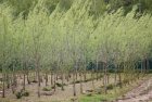 Salix alba ' Belders'  6/8  HO KNOTWILG-SCHIETWILG