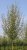 Salix alba 'Belders' 6/8 HO Salix alba ' Belders'  6/8  HO KNOTWILG-SCHIETWILG