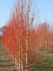 Salix alba 'Chermesina'(=britzensis) 6/8  HO  WILG-KNOTWILG-SCHIETWILG