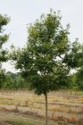 Sophora japonica (=Styphnolobium)  6/8  HO  HONINGBOOM