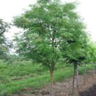 Sorbus aria 'Magnifica'  6/8  HO  MEELBES