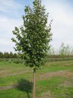 Tilia cordata 'Greenspire'  6/8  HO  WINTERLINDE